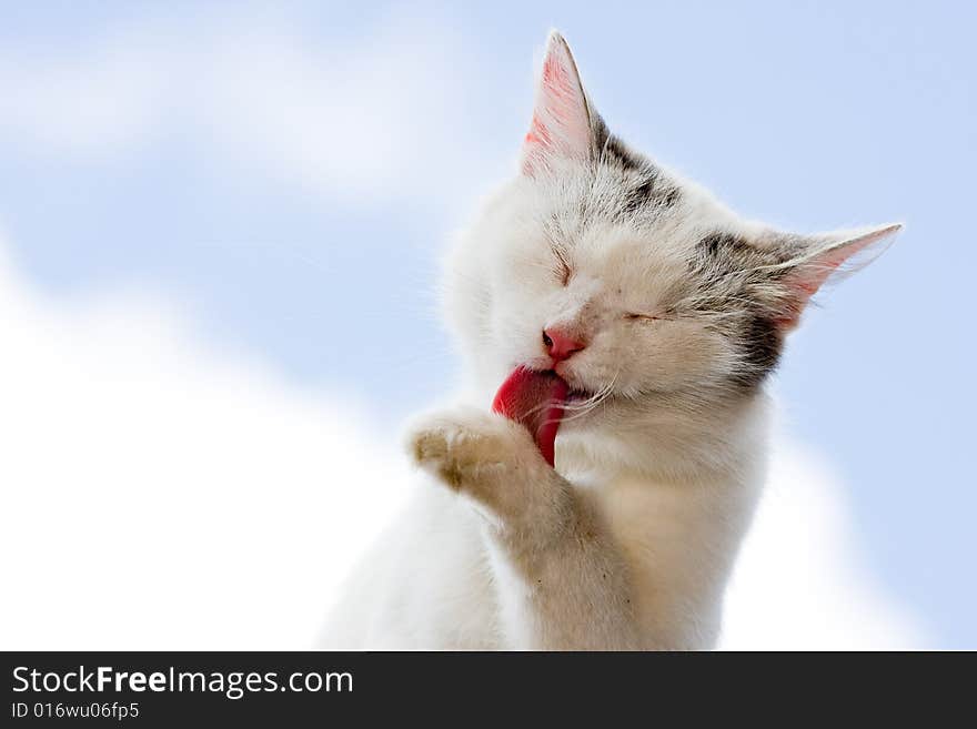 Cat - sky background,
Photo in the nature