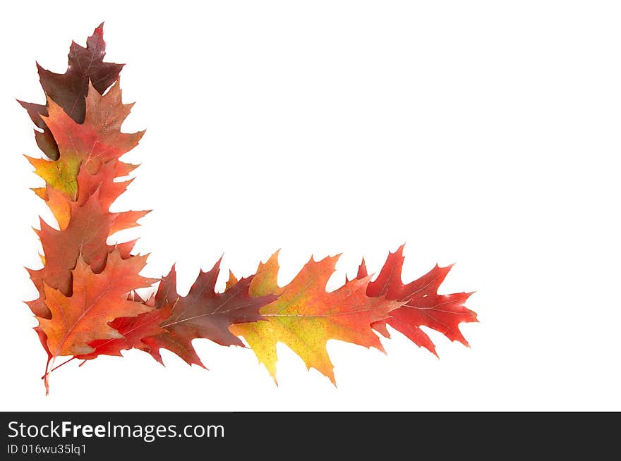 Colorful leaves isolated on a white background. Colorful leaves isolated on a white background.