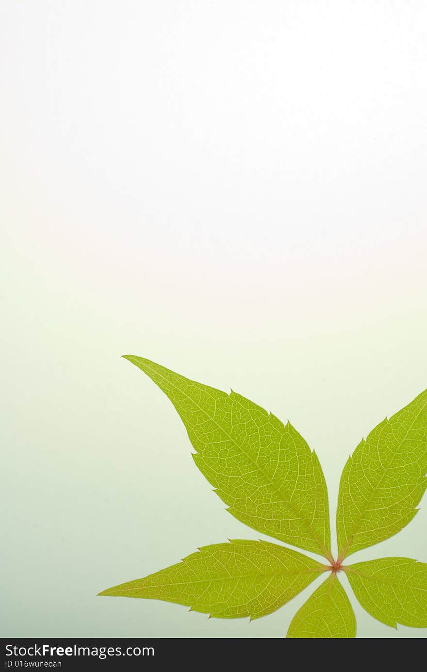 A background with a green leaf on white and a slight gradient. A background with a green leaf on white and a slight gradient