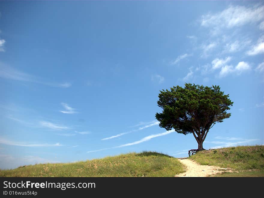 A lone tree at the southern tip of Fort Fisher, NC