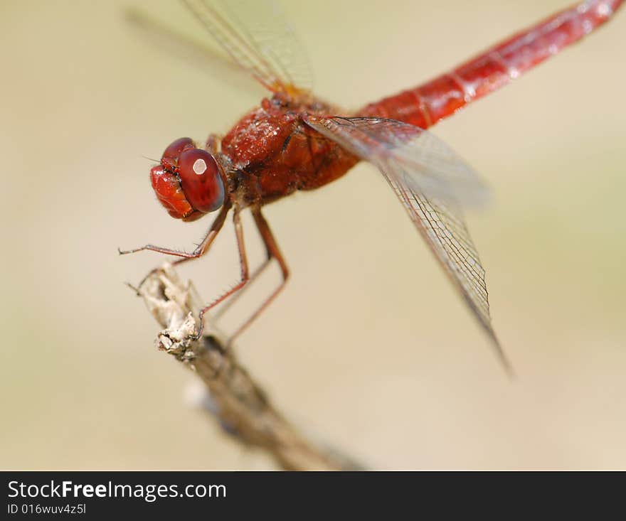 Red dragonfly on a branch near lake. Red dragonfly on a branch near lake