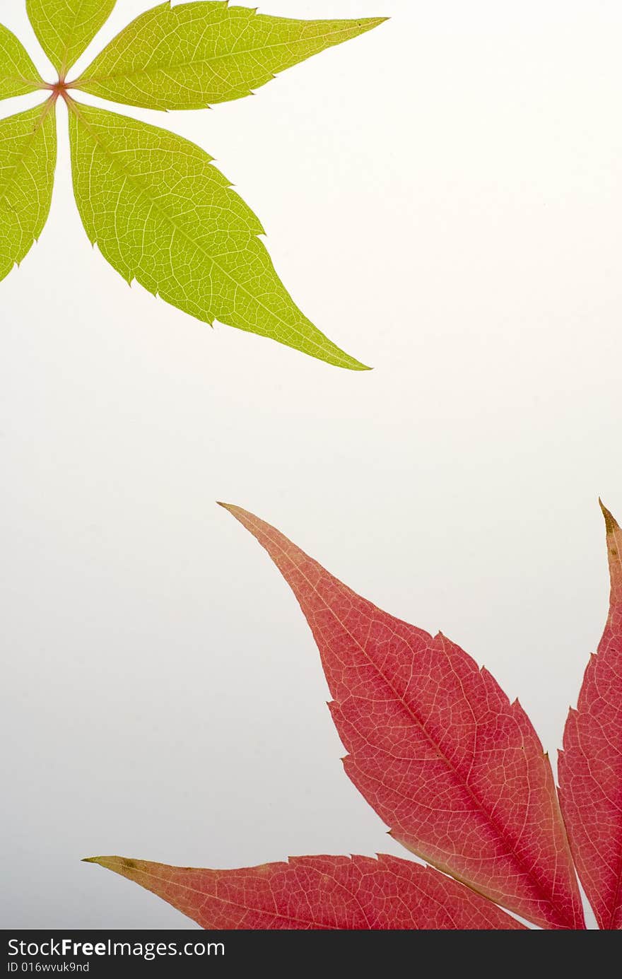 Green And Red Leaf Background