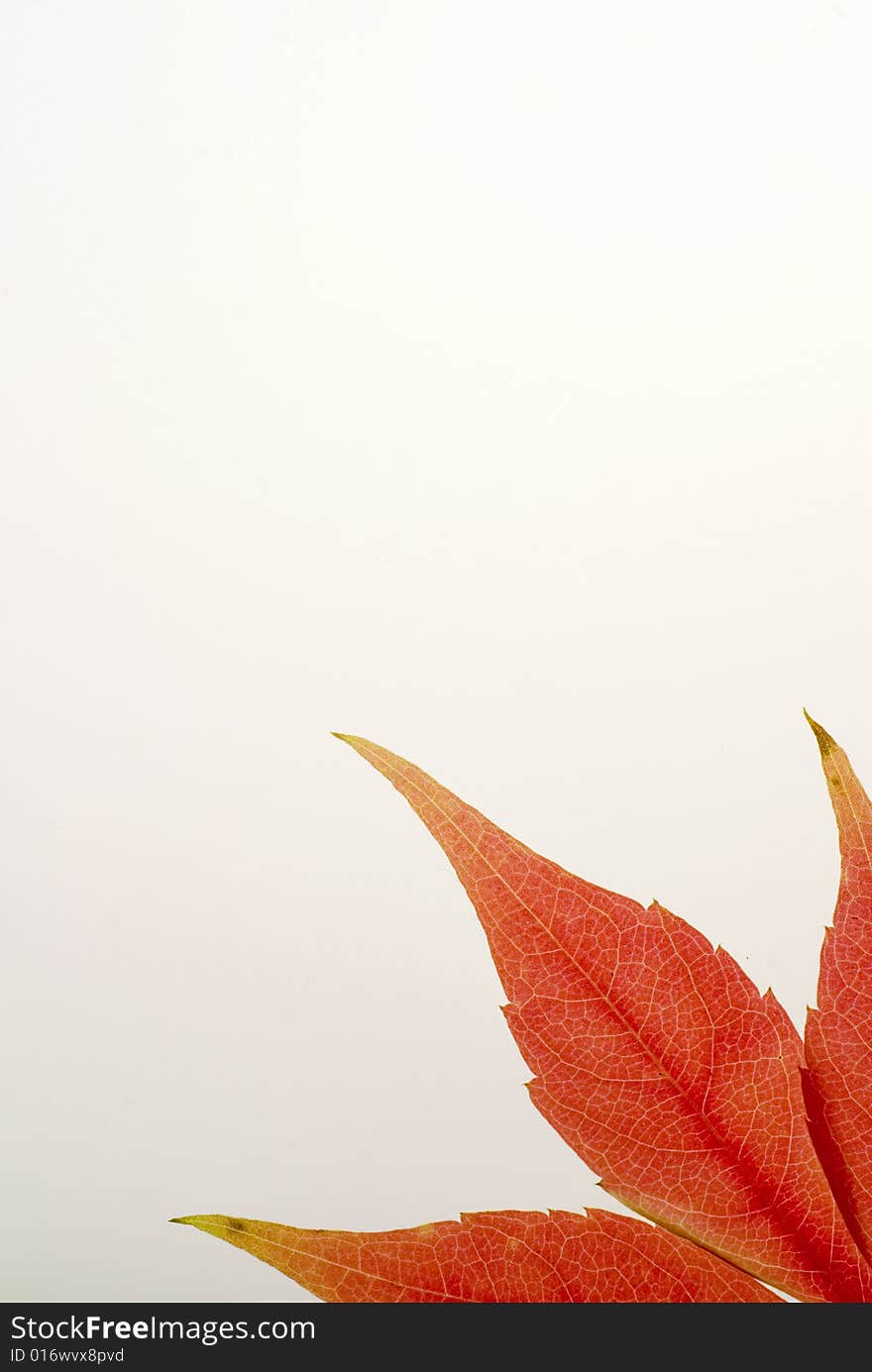 A background with a red leaf on white and a slight gradient. A background with a red leaf on white and a slight gradient