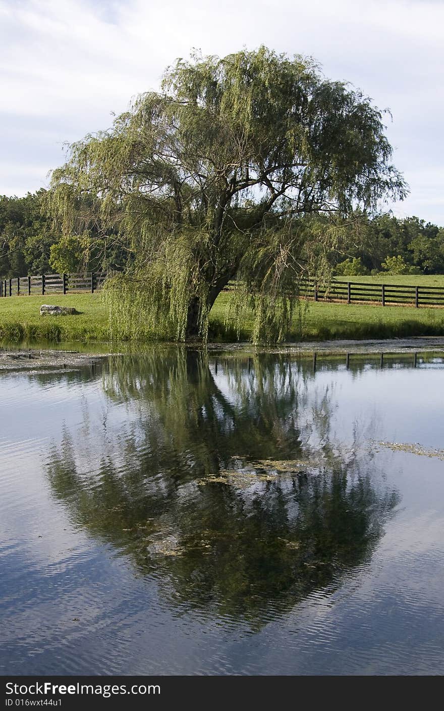 Willow mirror