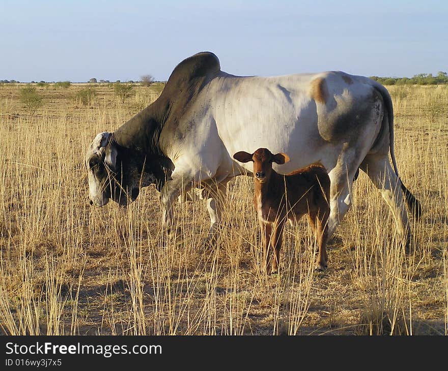 Cows in the Northern Territory in Australia are bread to withstand the harsh environment. Cows in the Northern Territory in Australia are bread to withstand the harsh environment.