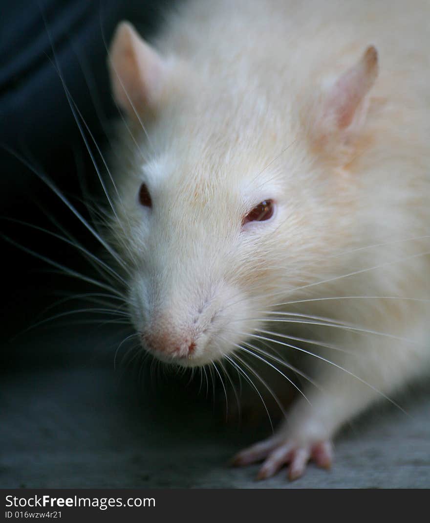 Rat