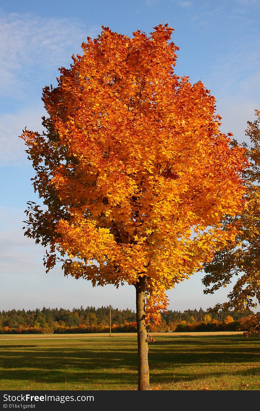 A colorful tree in autumn. A colorful tree in autumn.