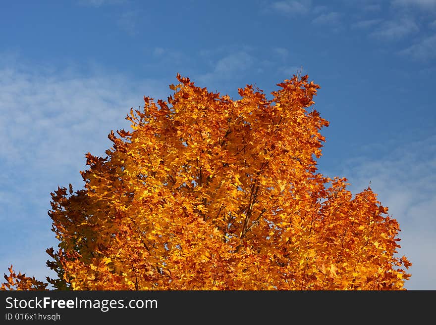 Colorful Autumn