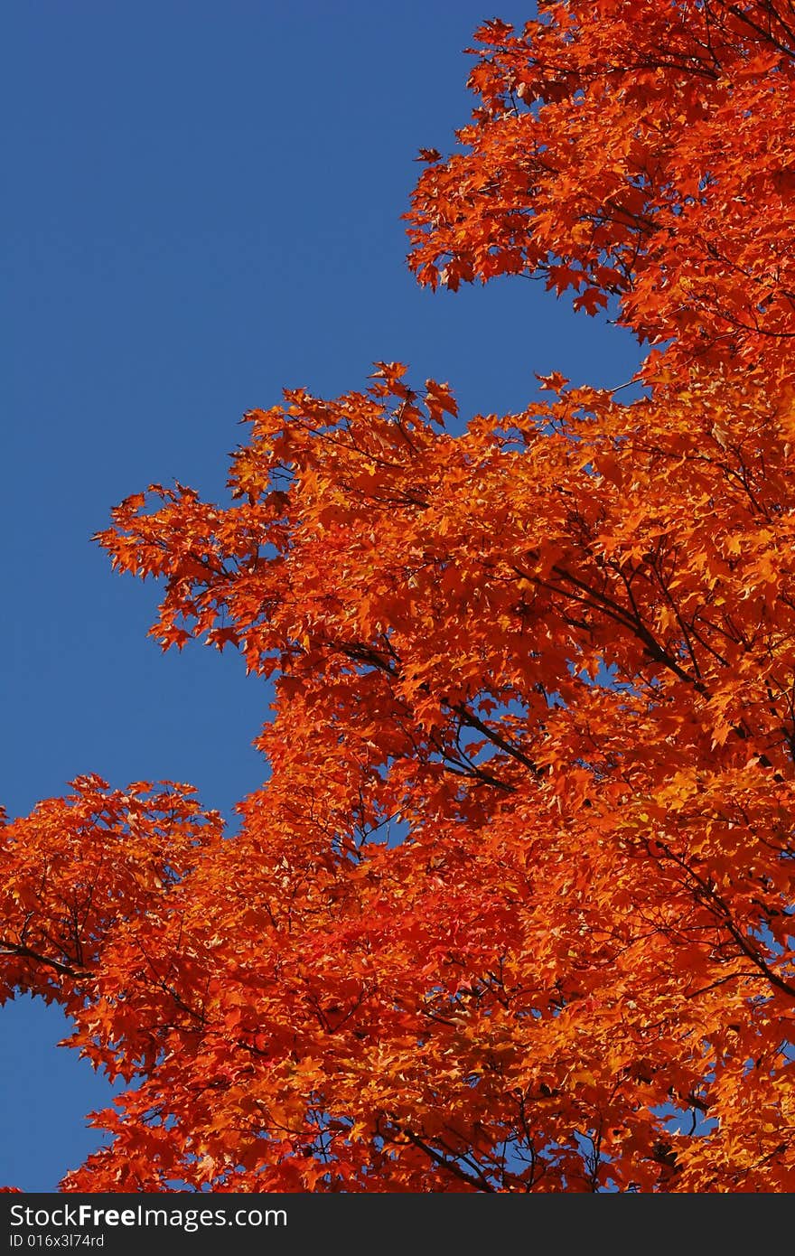 Red leaves of autumn against clear blue sky