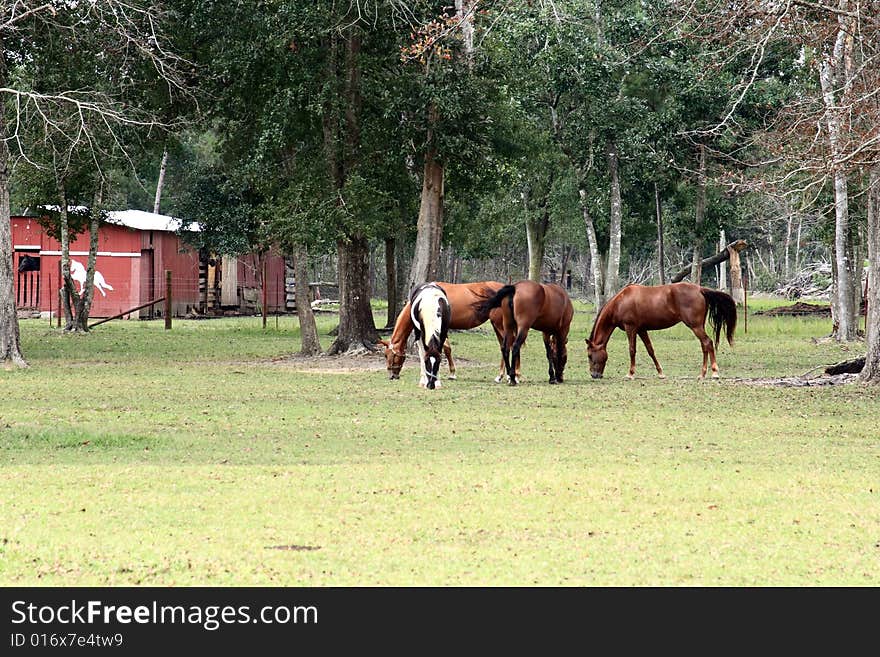 Horses in a field eating grass with a red barn in the background. Horses in a field eating grass with a red barn in the background.