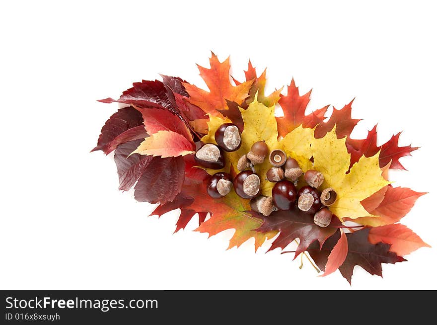 Autumn still life isolated on a white background. Autumn still life isolated on a white background.