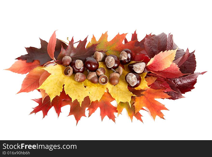 Autumn stil life isolated on a white background. Autumn stil life isolated on a white background.