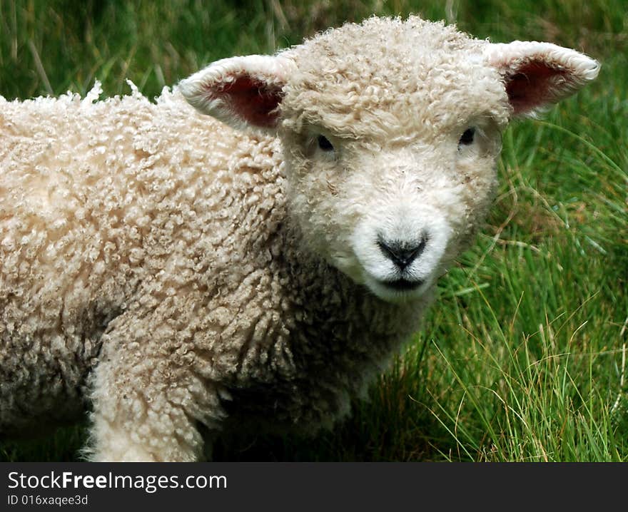 Lamb in the grass