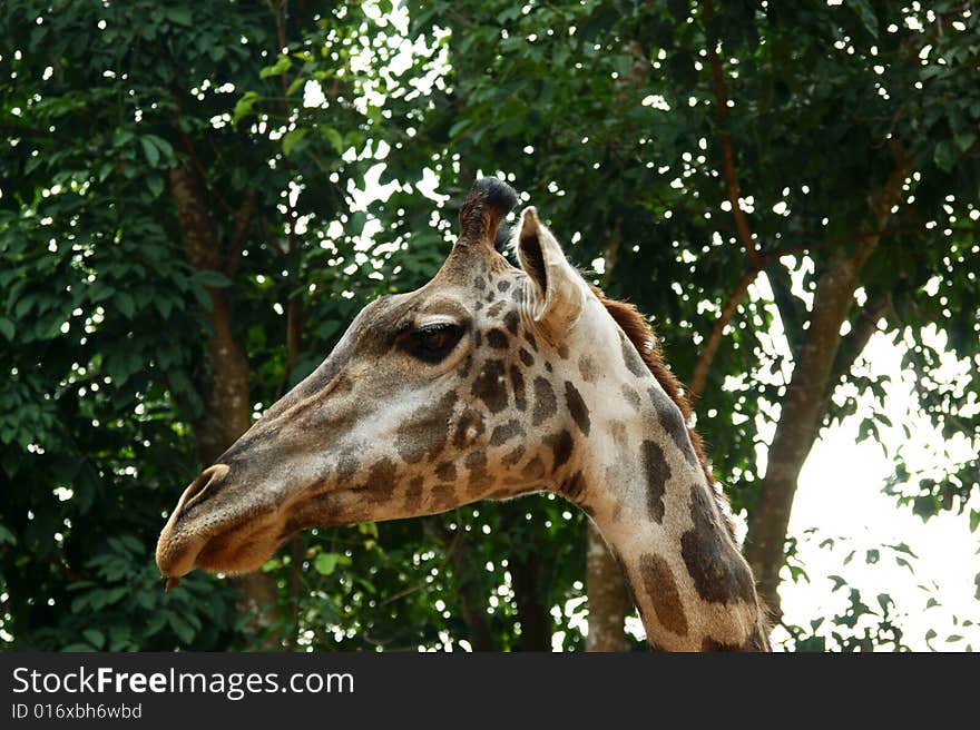 Head of the giraffe on background high tree