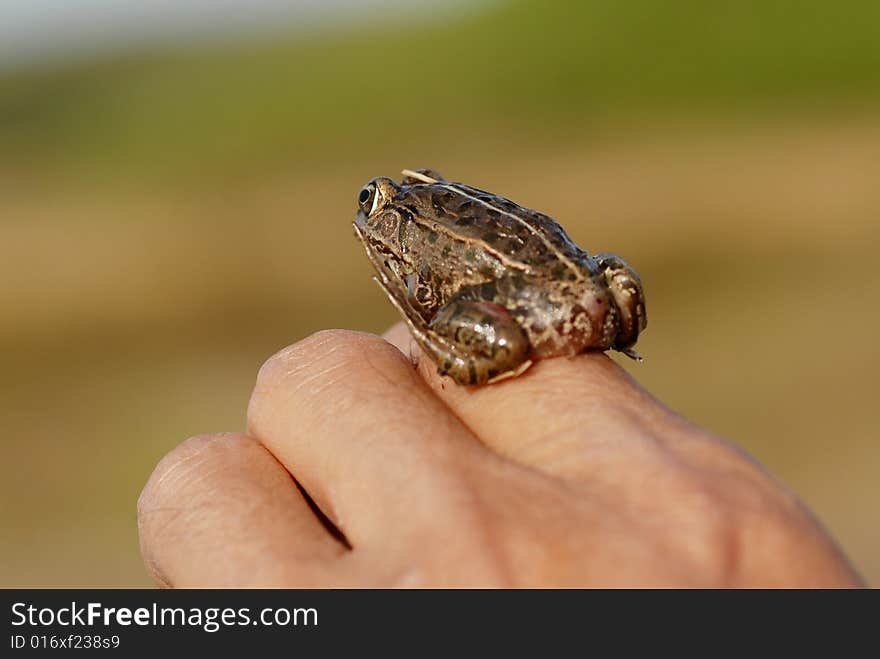 Fingers on the frog, northern China in the fall.