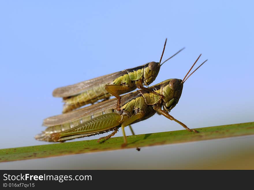 Grasshopper reproduction, in the north of China.