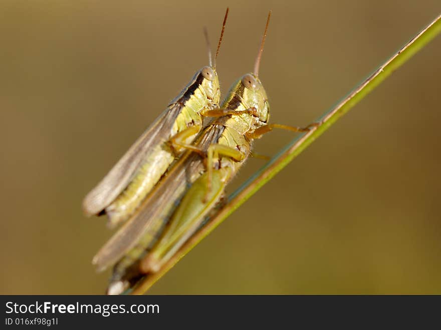 Grasshopper reproduction, in the north of China.