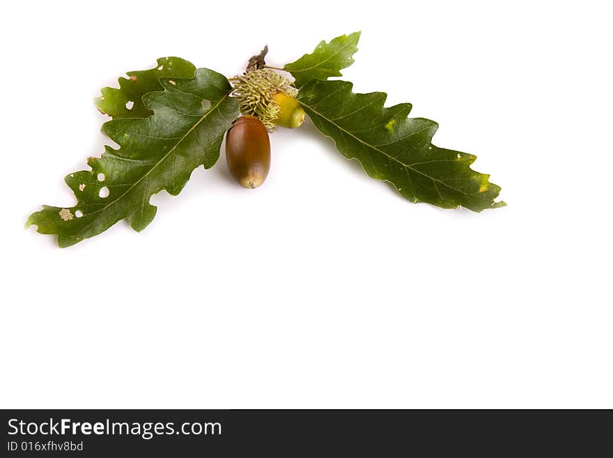 Isolated oak on white background