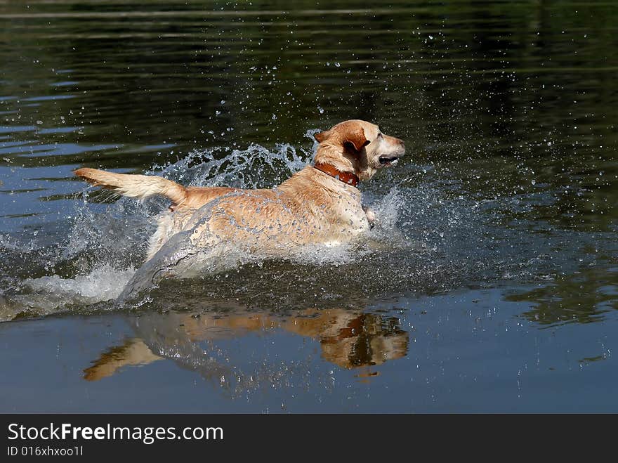 Yellow Labrador Retriever dog jumping into the water