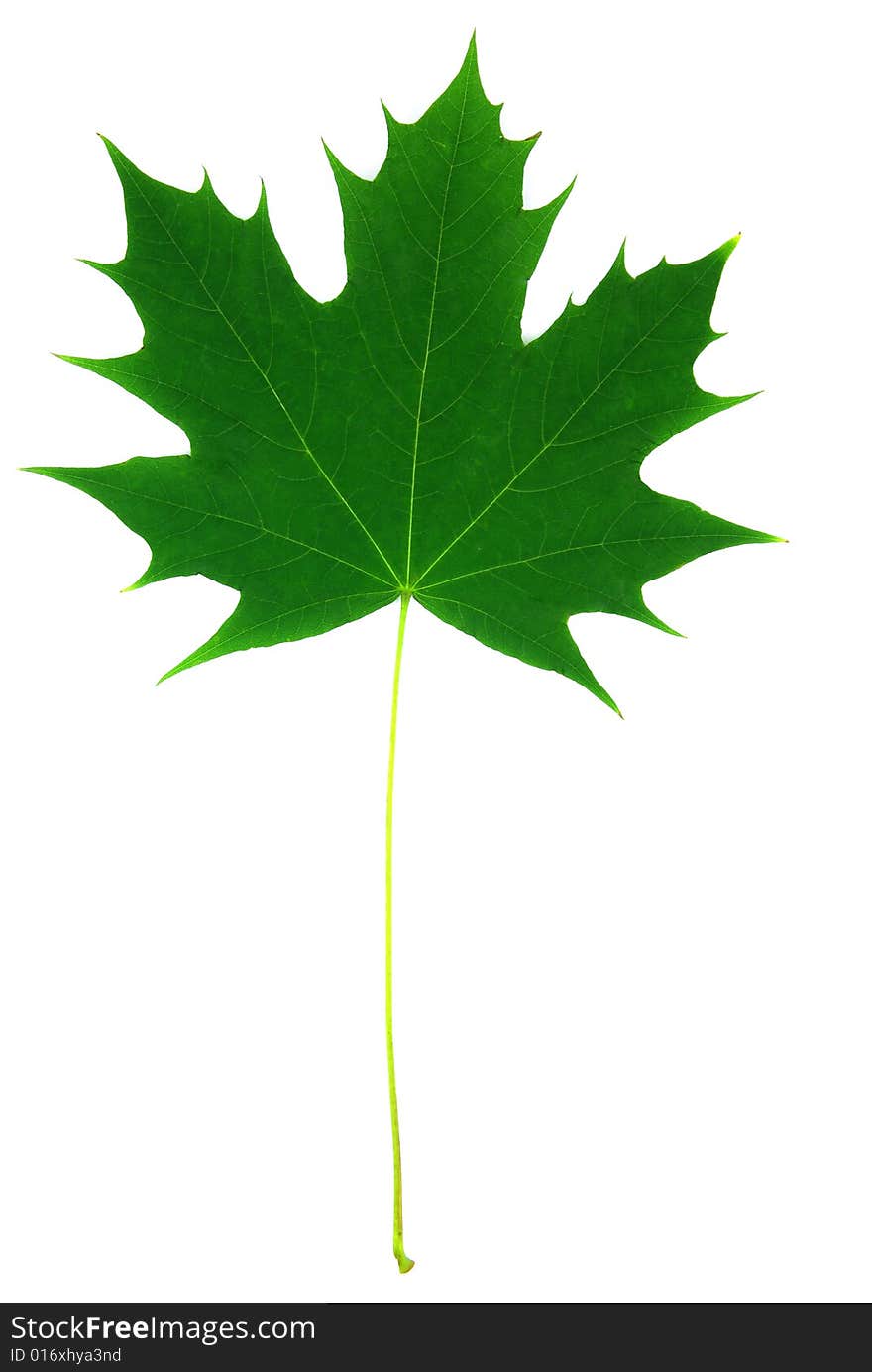 Detail view of a maple leaf over white background. Detail view of a maple leaf over white background.