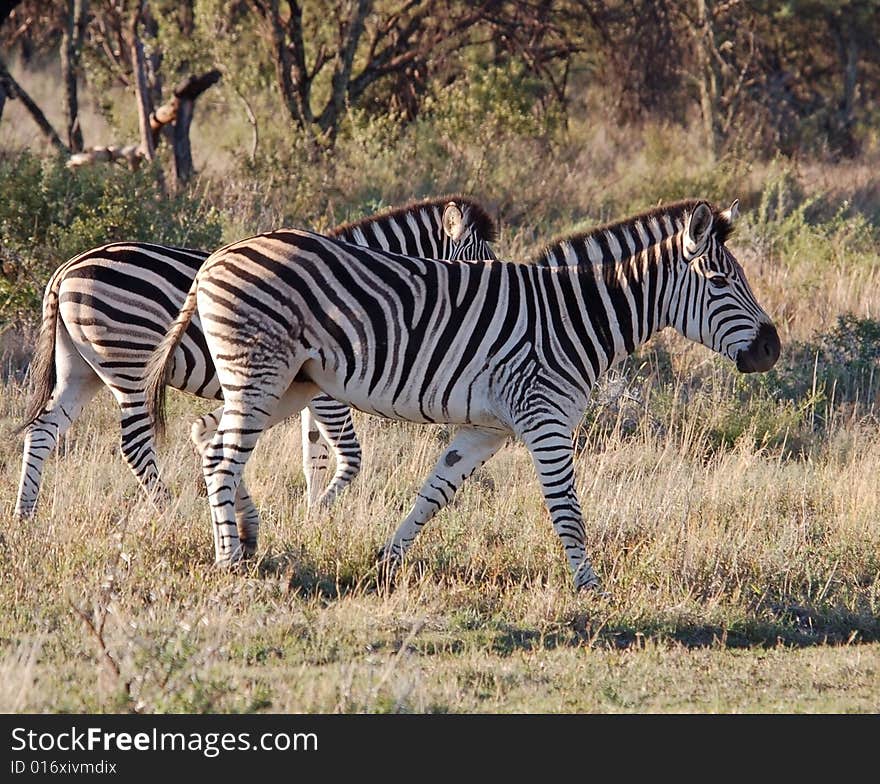 Two Burchells Zebras in the Free State Province, South Africa. Two Burchells Zebras in the Free State Province, South Africa.