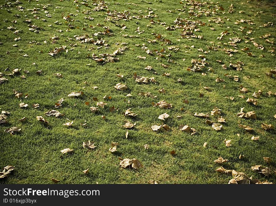 Autumn leaves on grass