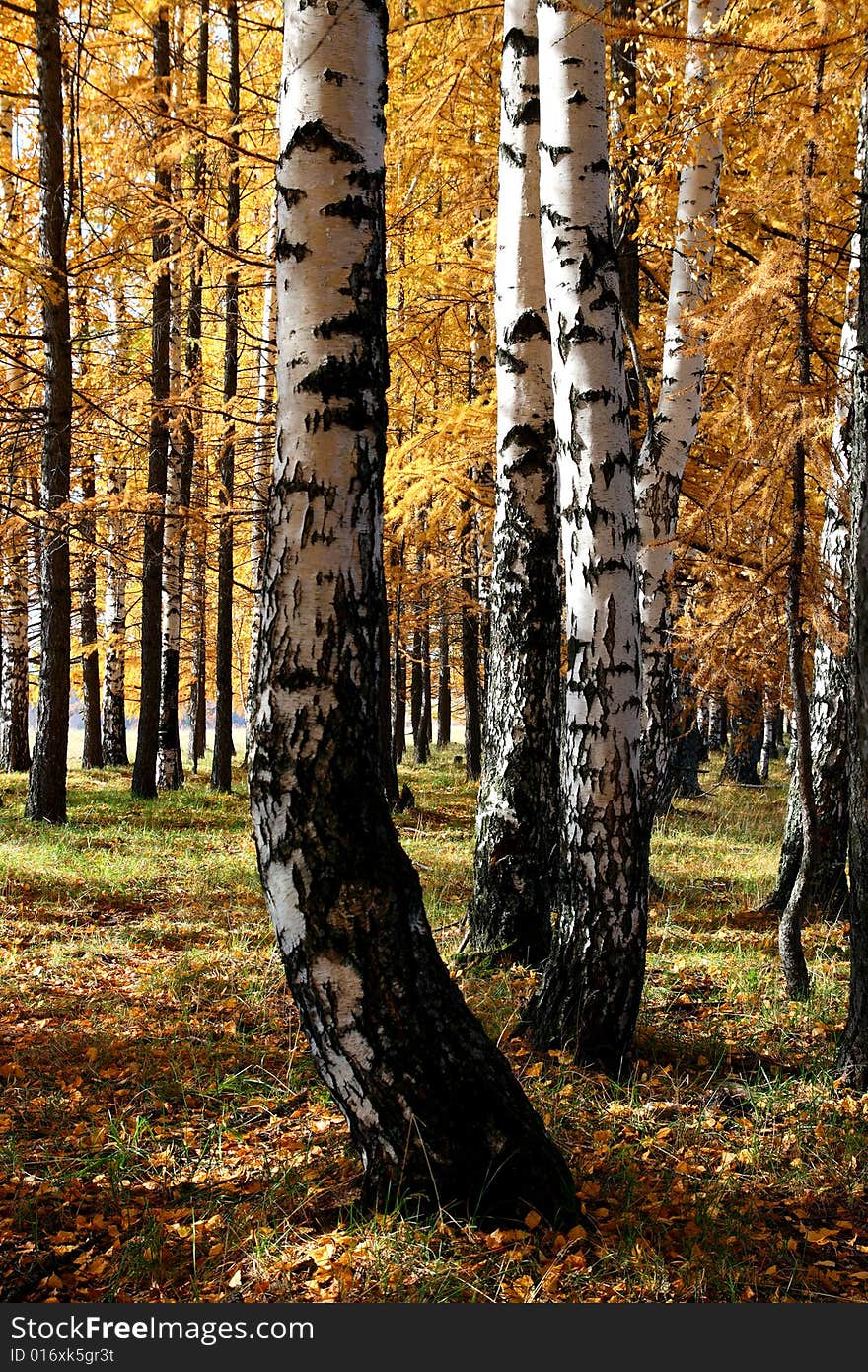 Birch and larch trees in autumn forest. Birch and larch trees in autumn forest