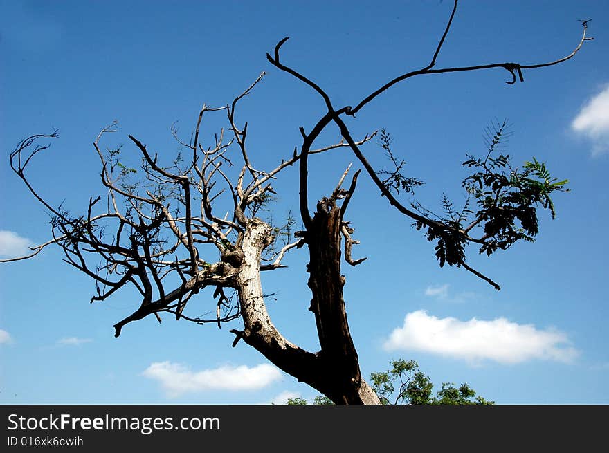 Dry tree in sillhoute