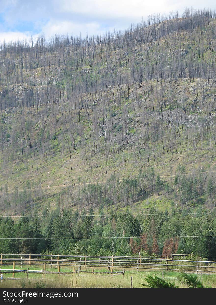 A large mountain after a forest fire