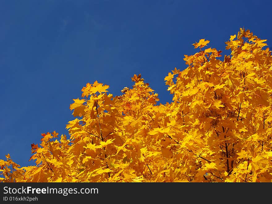 Autumn leaves against blue sky