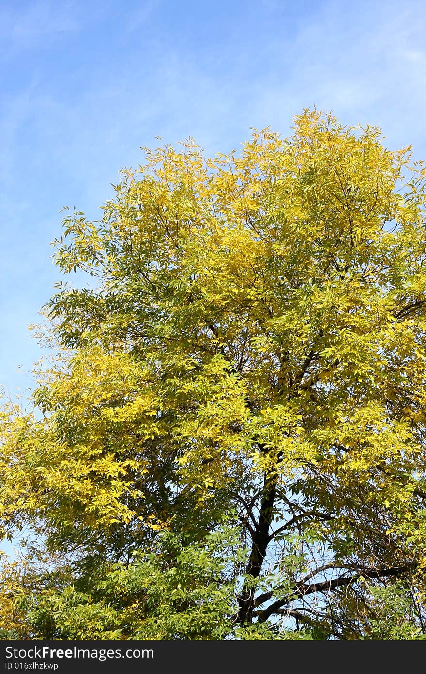 The leaf in the autumn