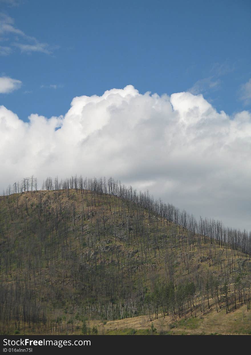 Mountain After A Forest Fire