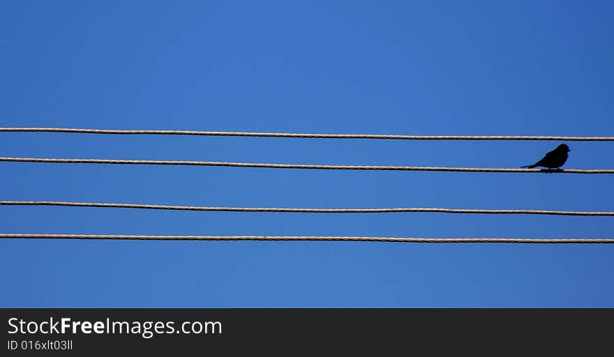 Bird on telegraphic cable