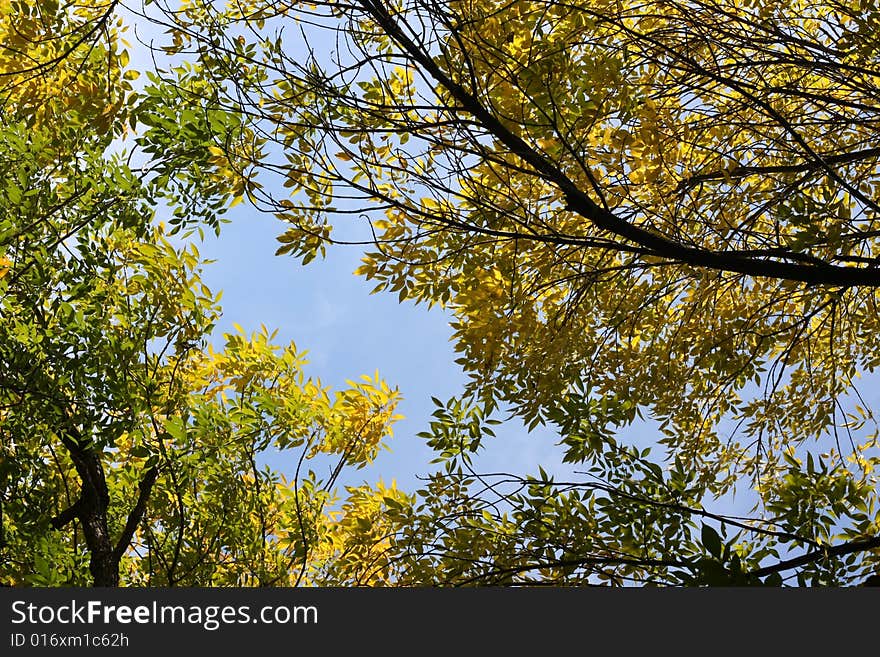 The leaf take sky as background