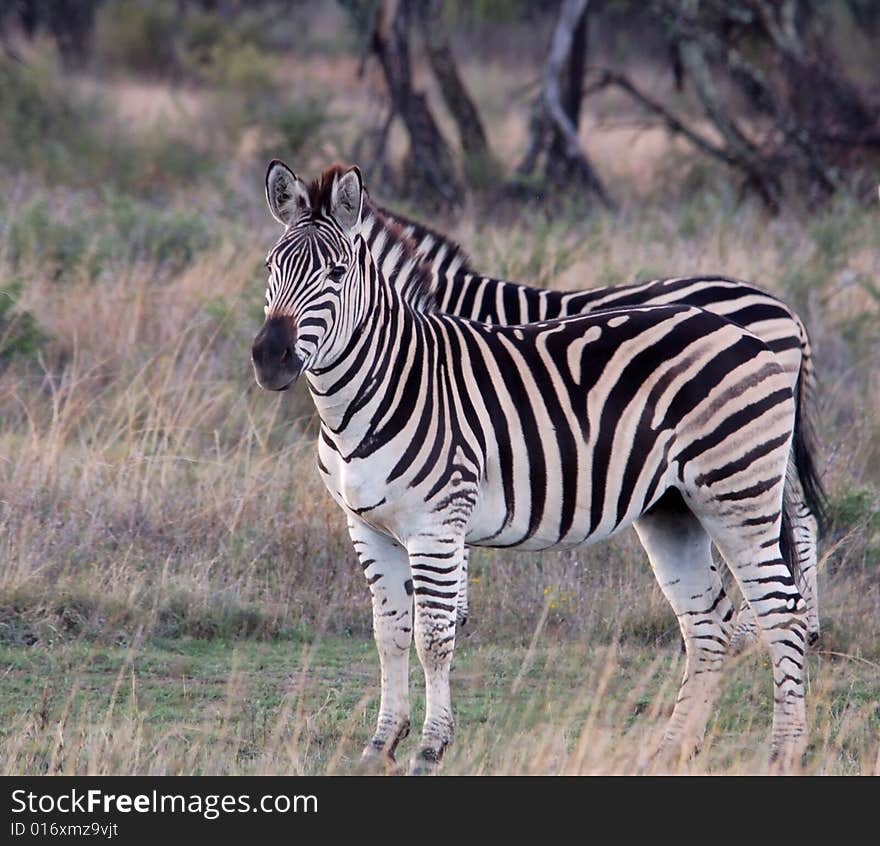 Burchell's Zebra in the Free State, South Africa. Burchell's Zebra in the Free State, South Africa.