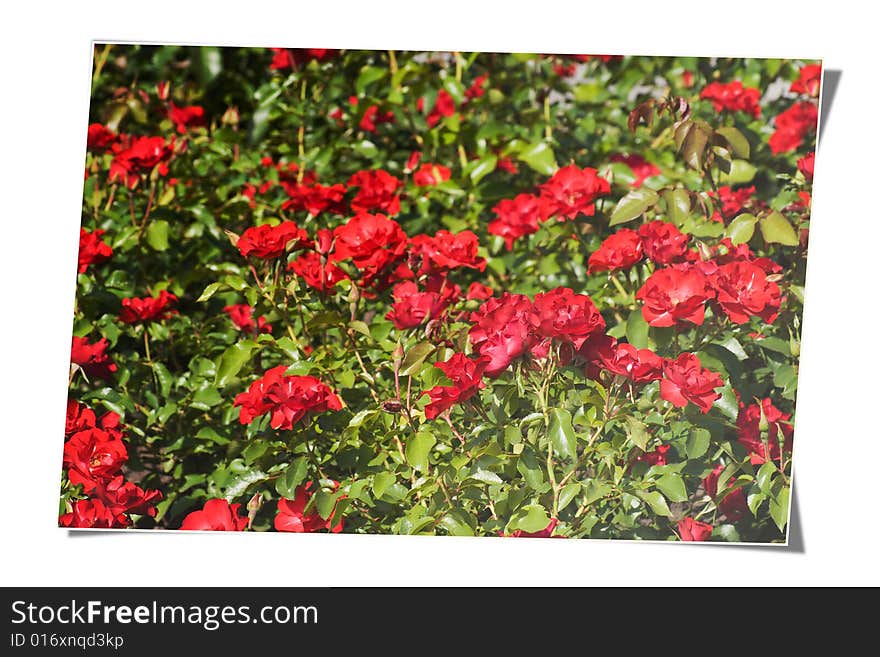 Card with red roses field. Card with red roses field