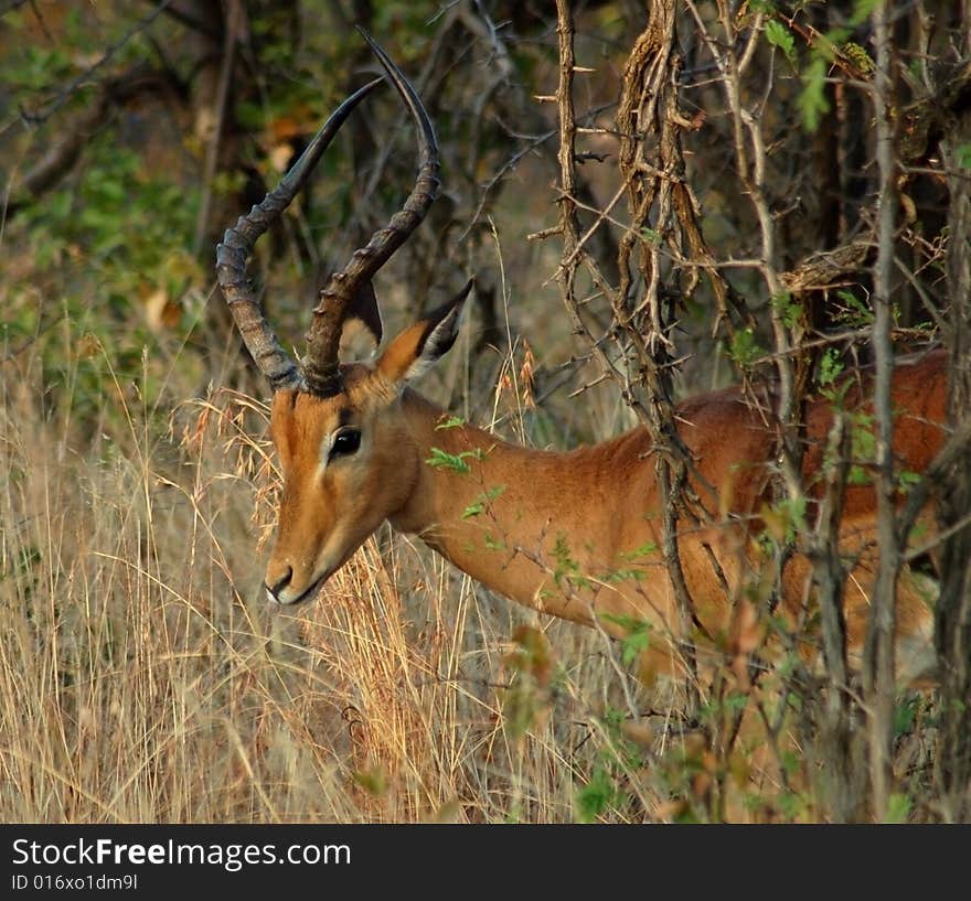 Impala: Aepyceros Melampus