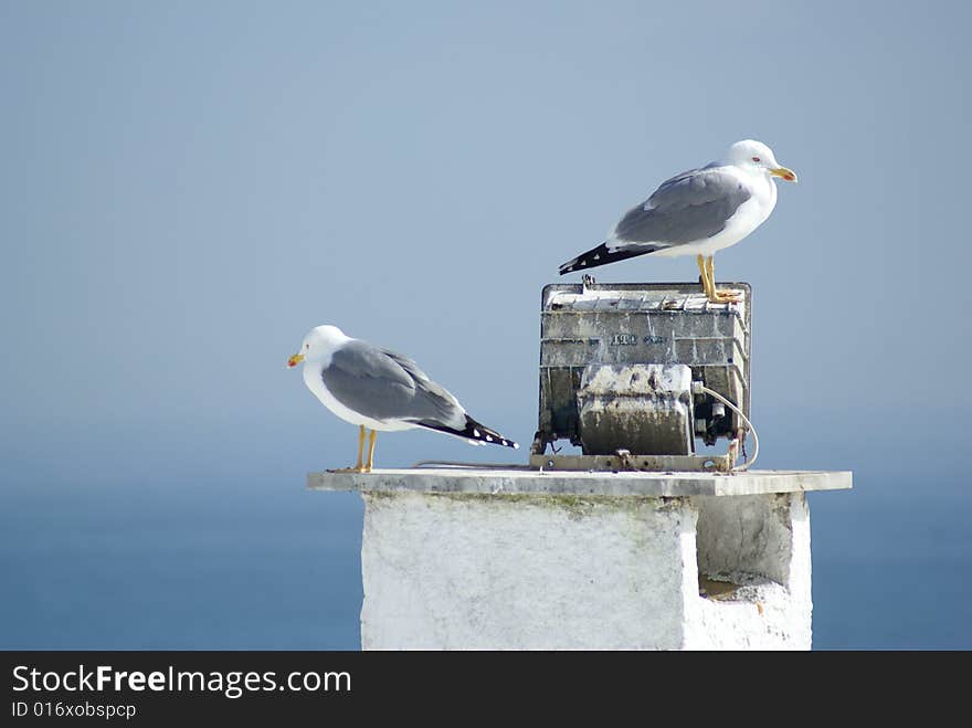 Seagulls at chimney