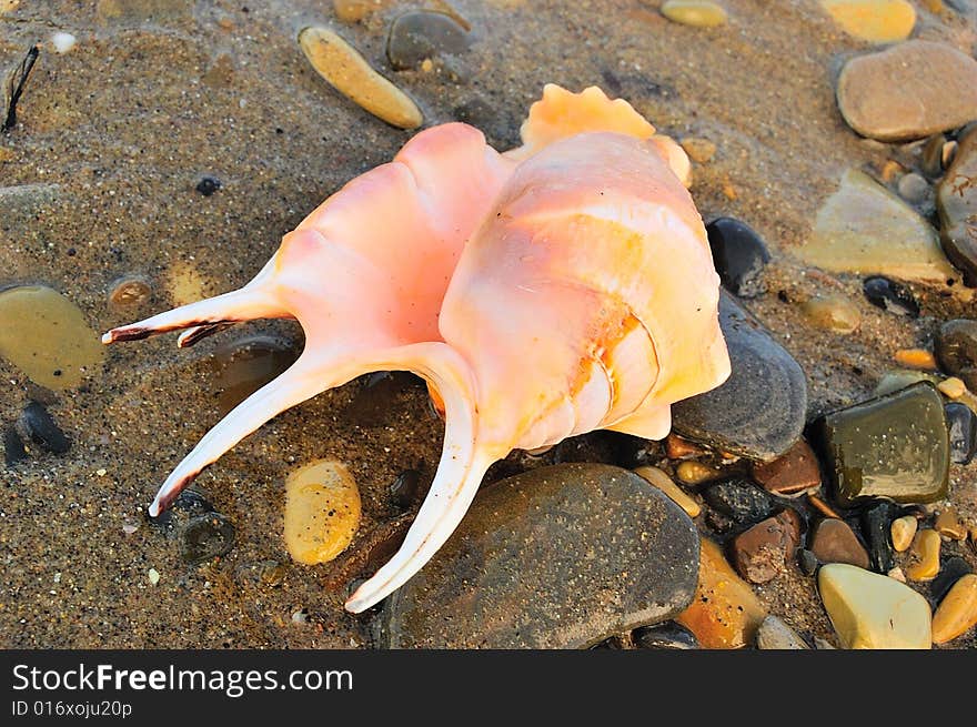 Closeup of sea shell over wet sand. Closeup of sea shell over wet sand