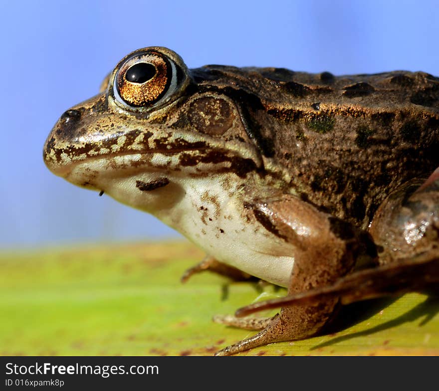 Frog eyes