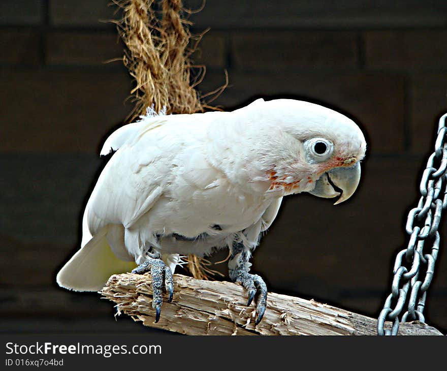 Curious  parrot on a branch