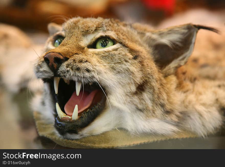 Scare-crow of head of lynx by close-up. Scare-crow of head of lynx by close-up