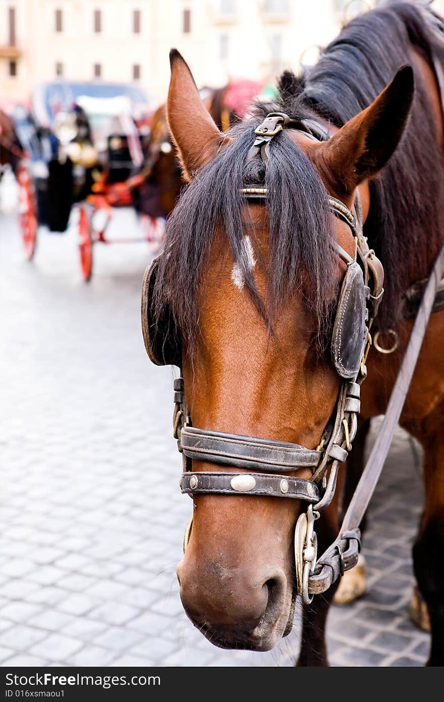 Horse And Carriage At Piazza Di Spagna