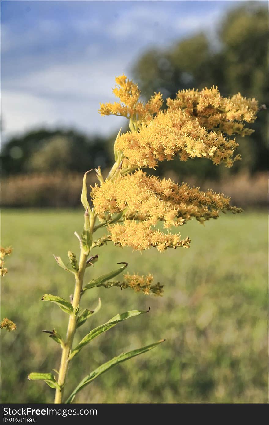 Yellow Flower