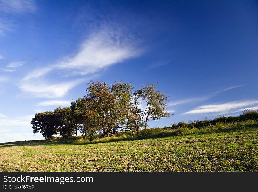 Trees on evening in Autumn Landscape