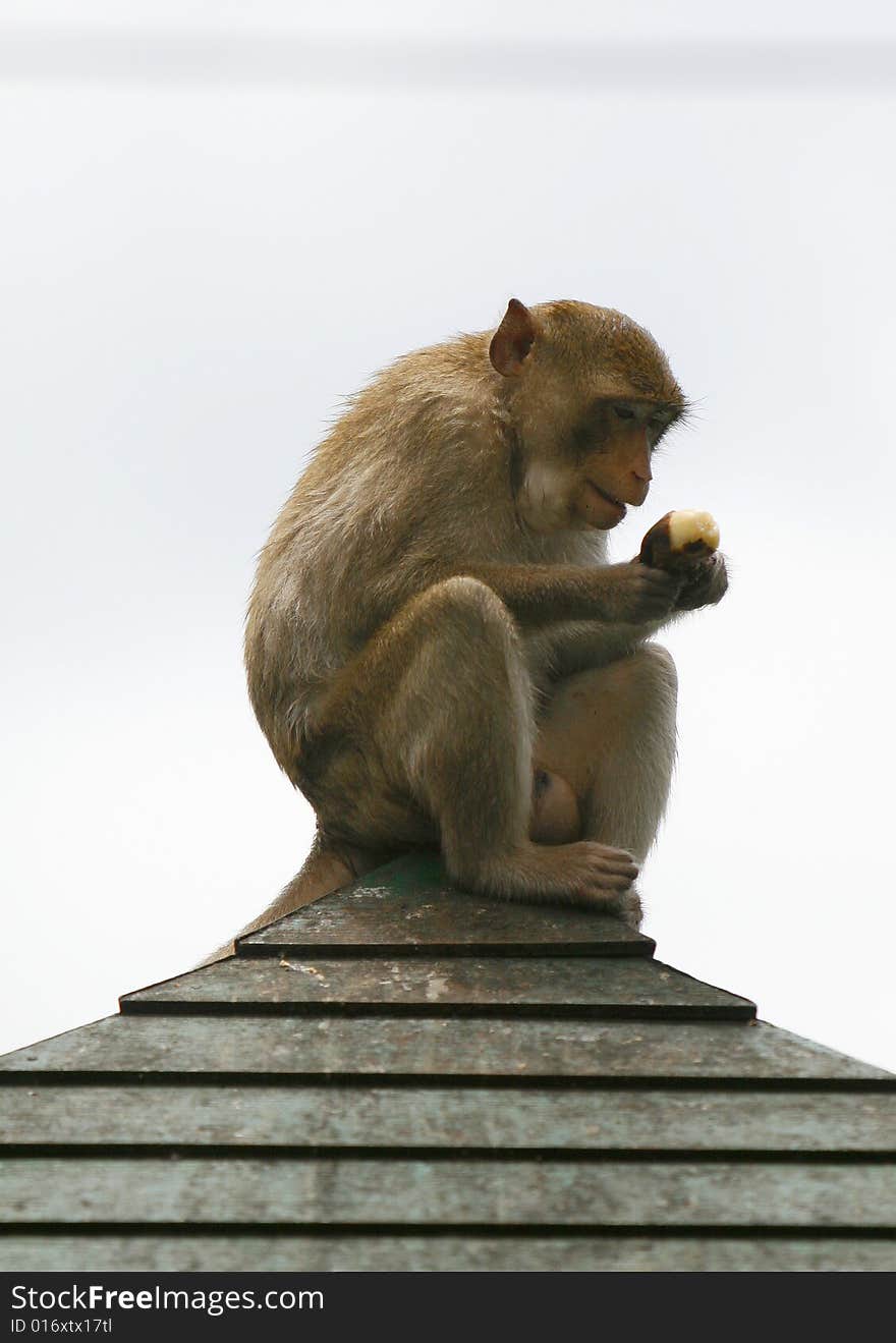 A beautiful monkey at rhe top of a roof. A beautiful monkey at rhe top of a roof