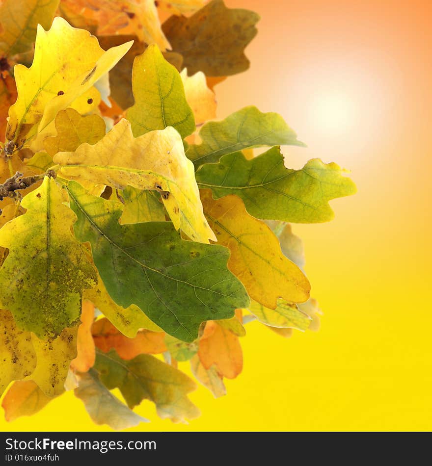 Autumn leaves background