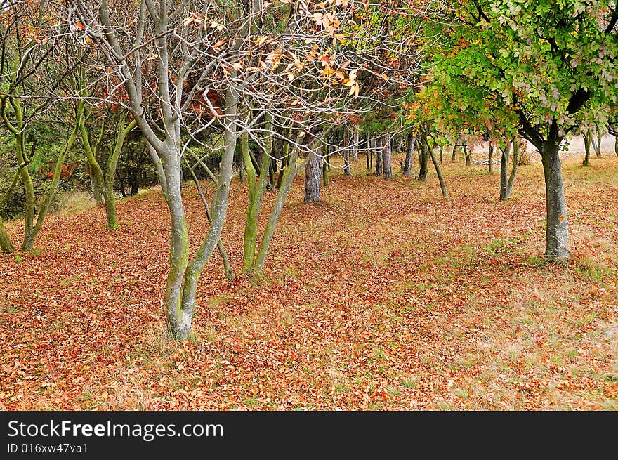 A beautiful forest in autumn. A beautiful forest in autumn.