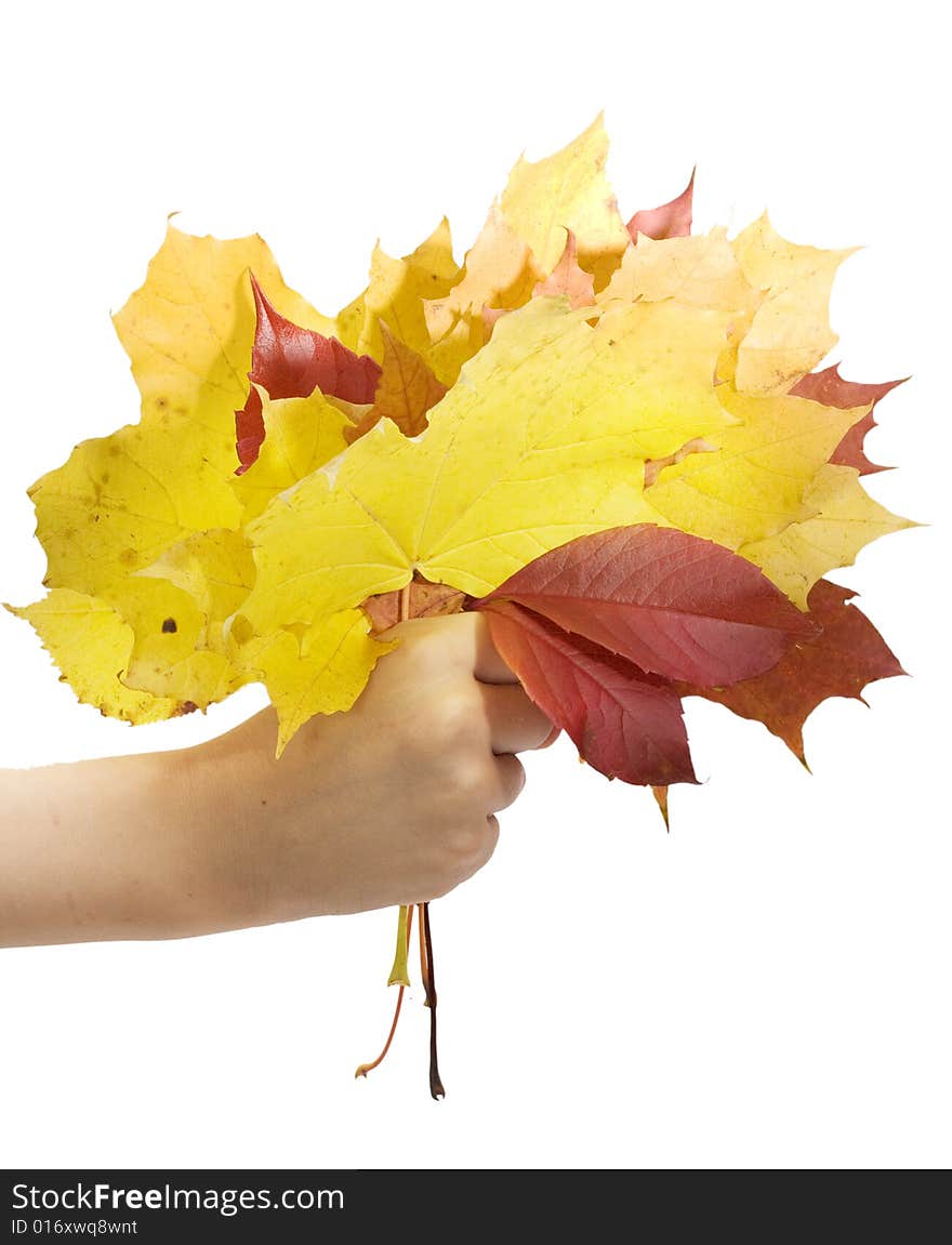 Autumn leafs in children hand