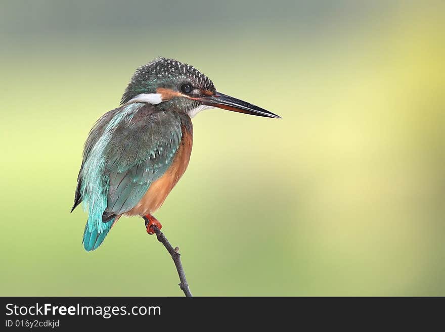 Kingfisher with clean background